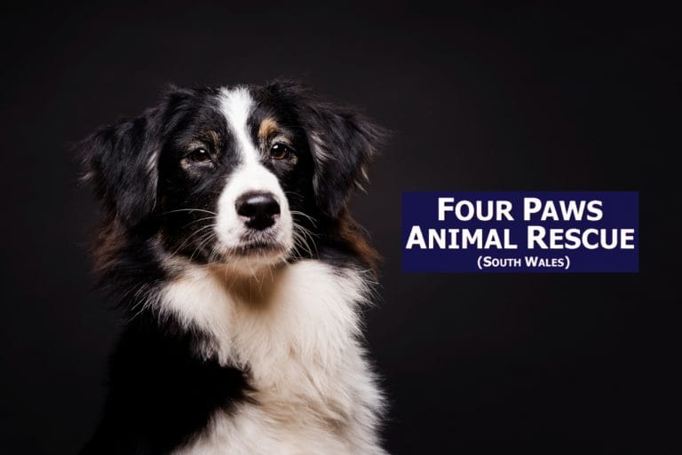 Four Paws Animal Rescue (South Wales)