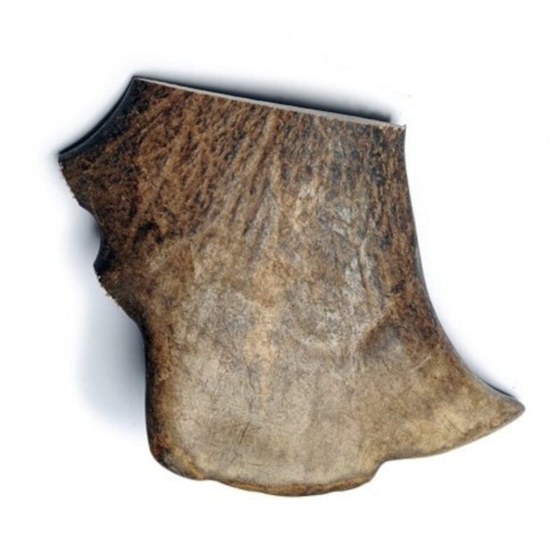 Fallow Antler - Large - Bag of 2