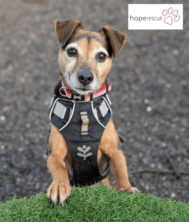 hoperescuedog-logo Hope Dog Rescue