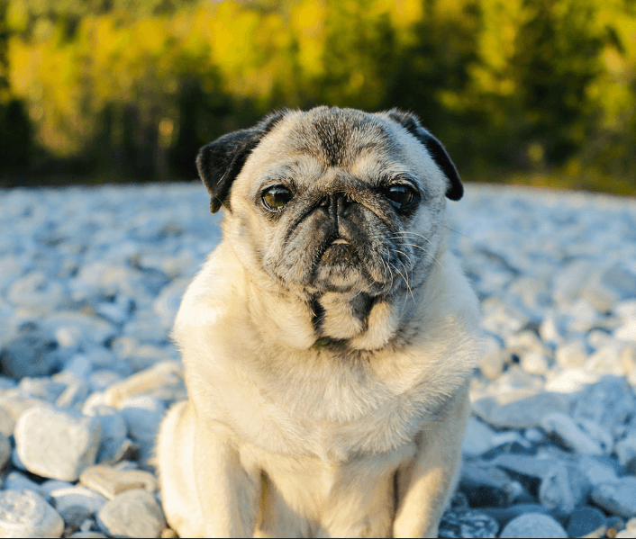pugonbeach Pug Life Rescue