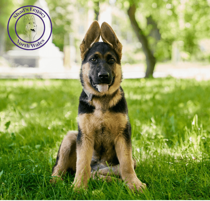 shadslegacy-dogcharity Shad legacy dog charity