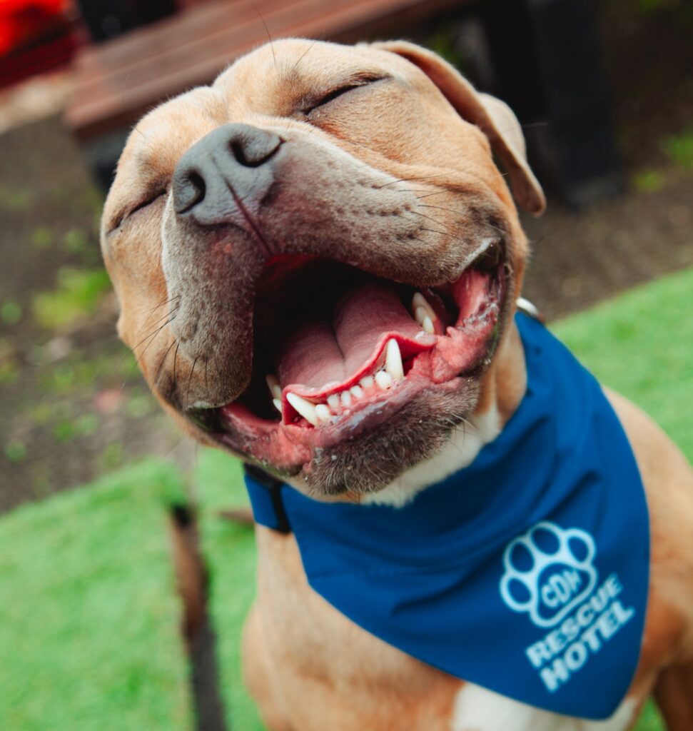 rescue-hotel-cardiff Rescue Hotel cardiff