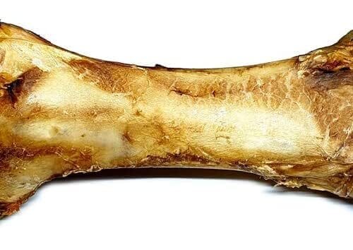 Ostrich Dino Bone