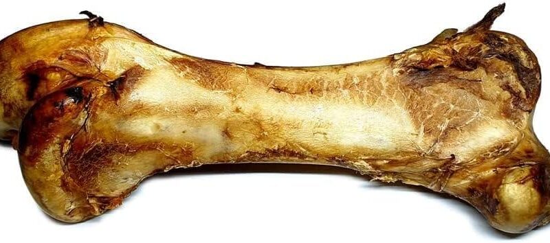 Ostrich Dino Bone